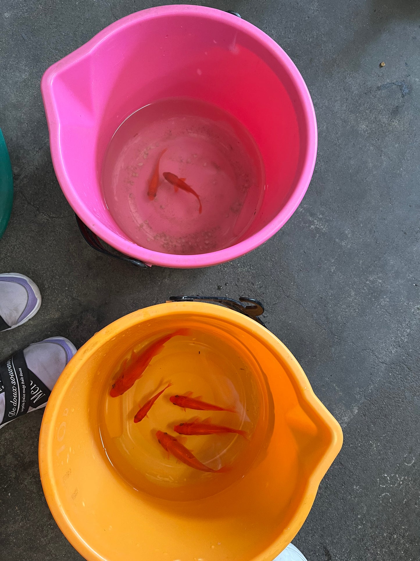 The local family weekend experience