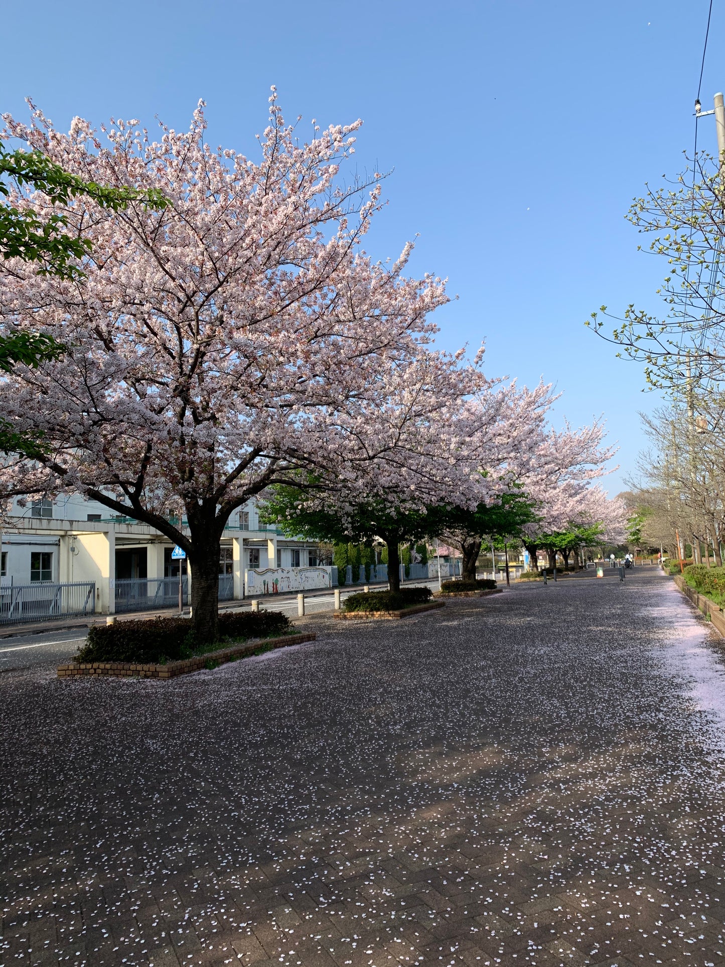 Cherry blossom viewing picnic in Koganei Park