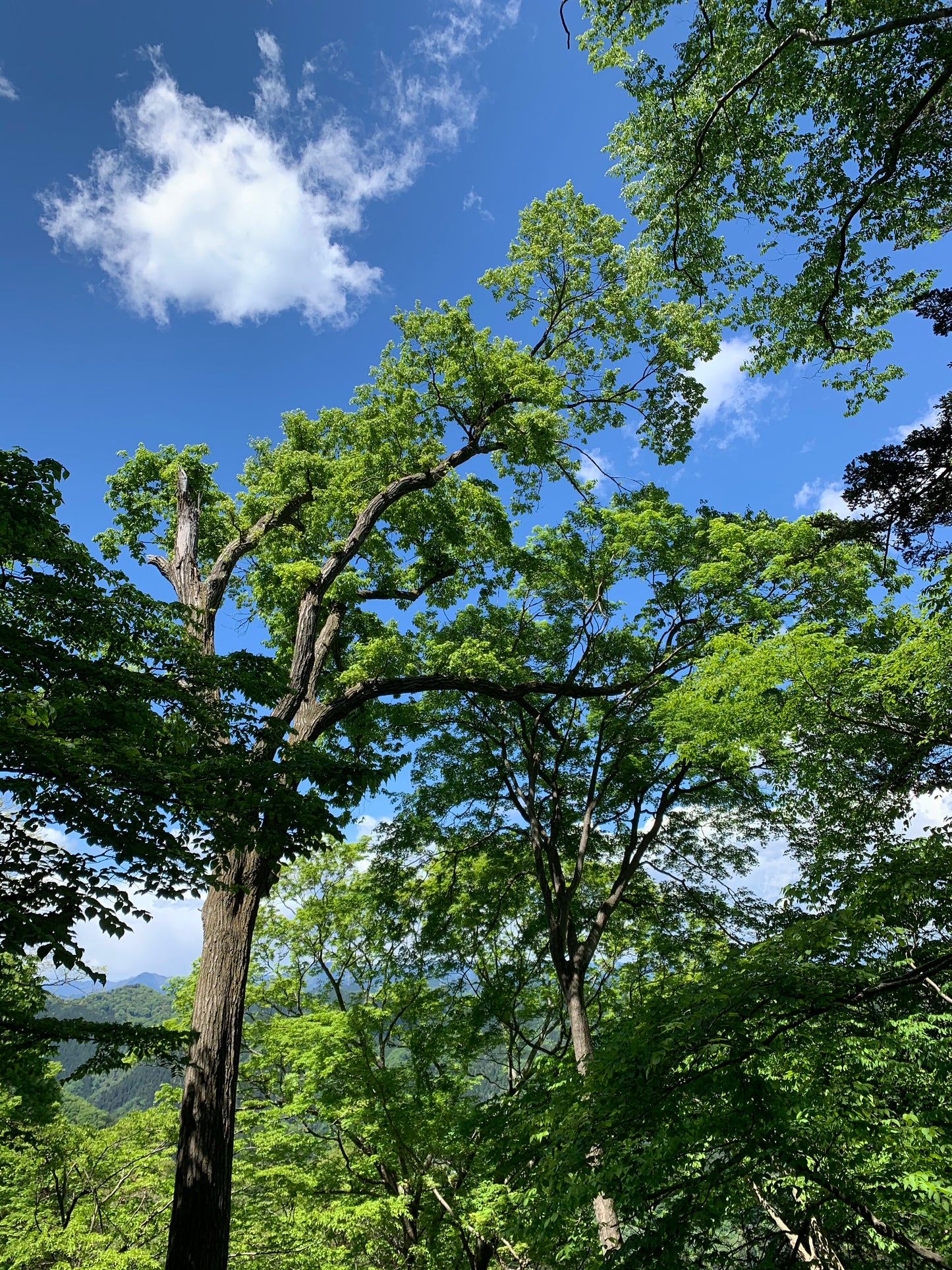 Kids friendly hiking trip to Mt.Takao