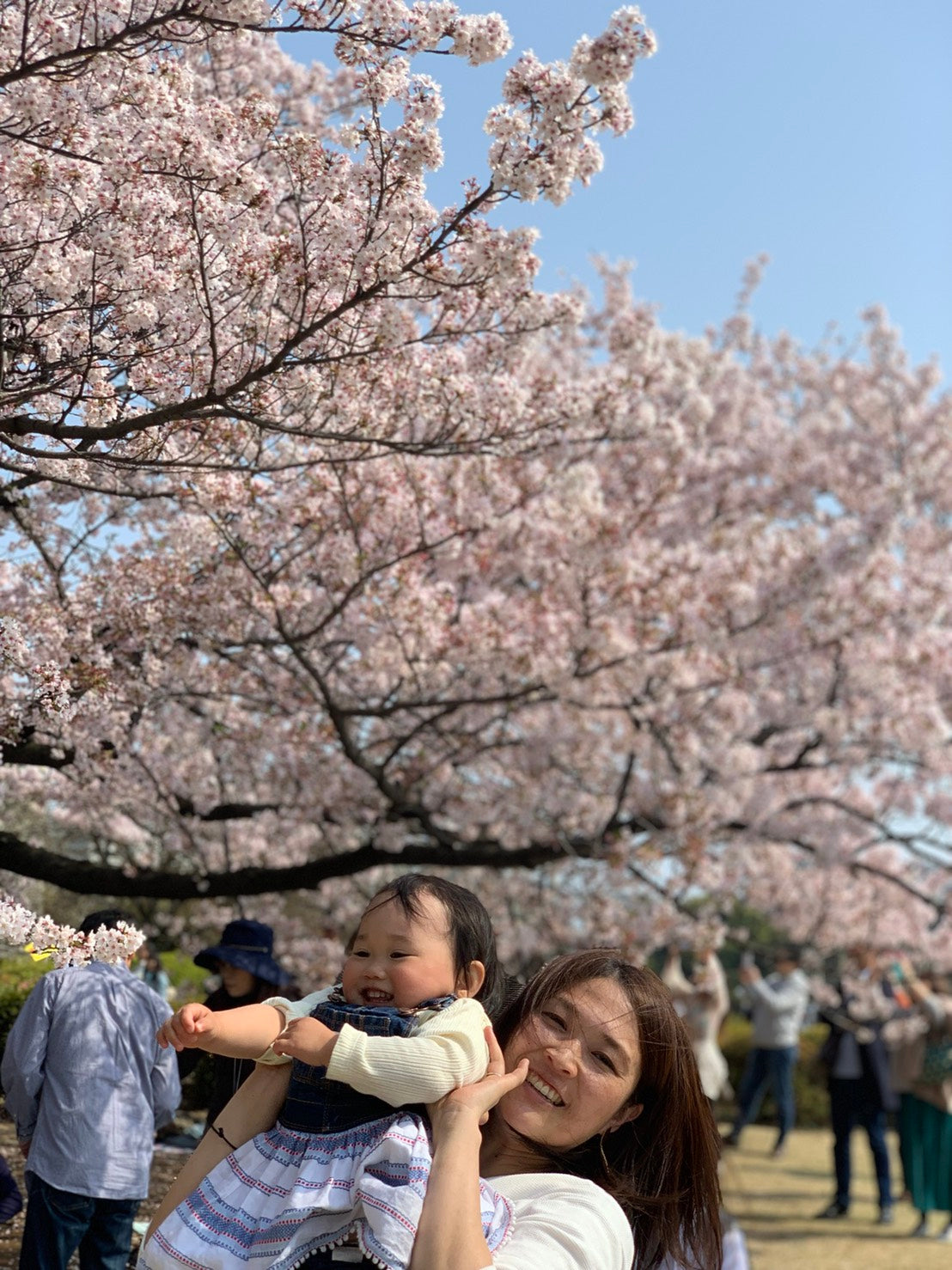 Cherry blossom viewing picnic in Koganei Park