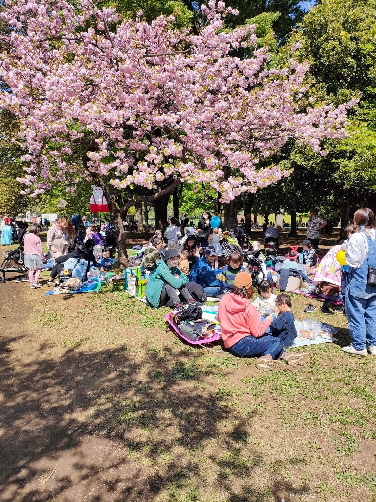 Cherry blossom viewing picnic in Koganei Park
