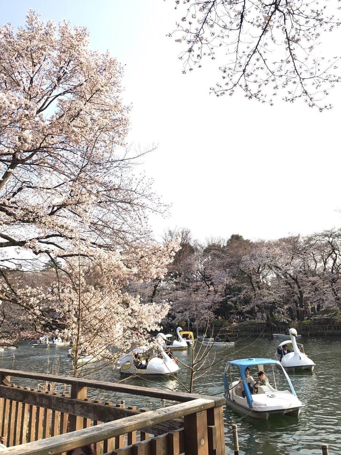 Cherry blossom viewing picnic in Koganei Park