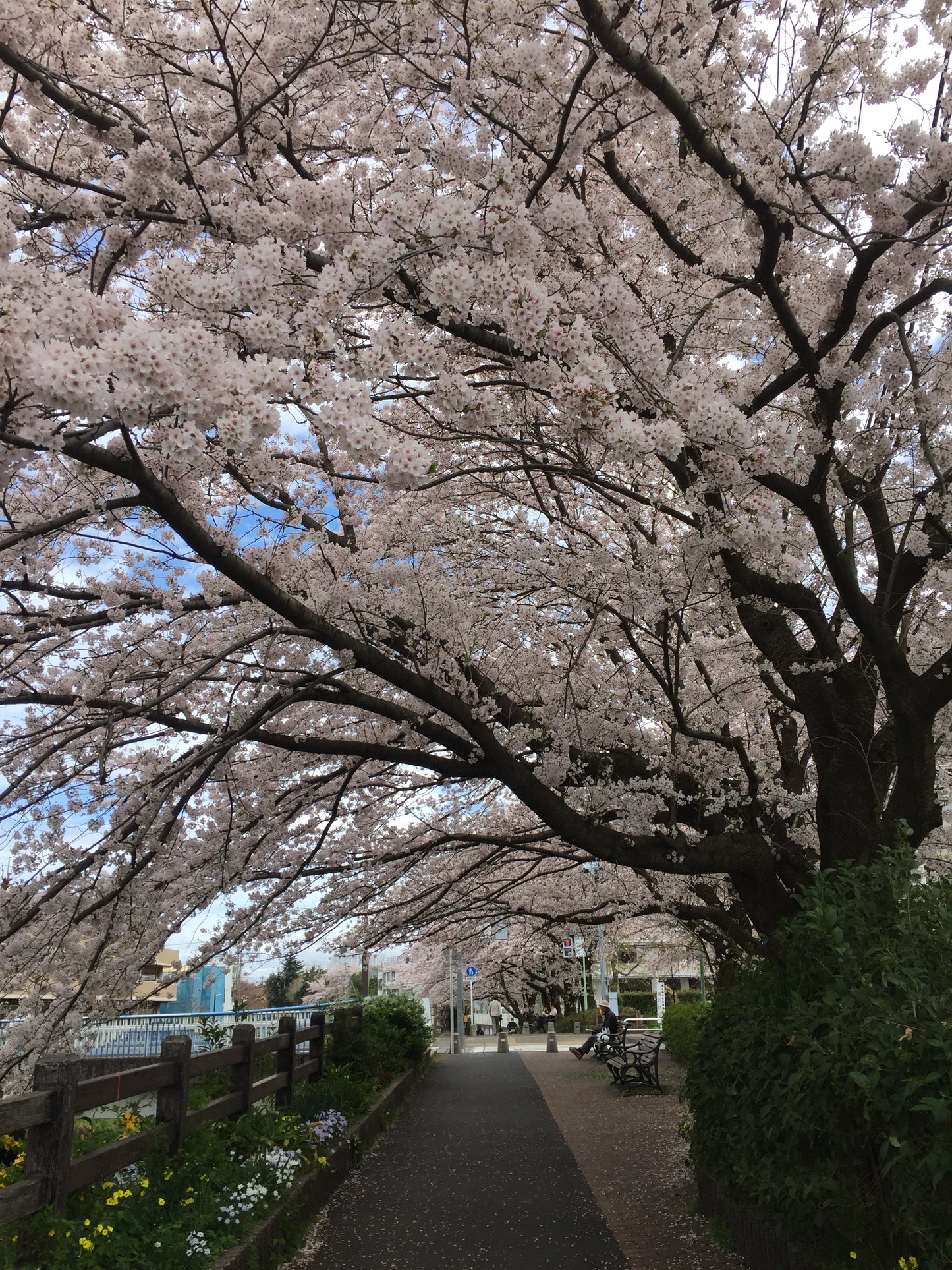 Cherry blossom viewing picnic in Koganei Park