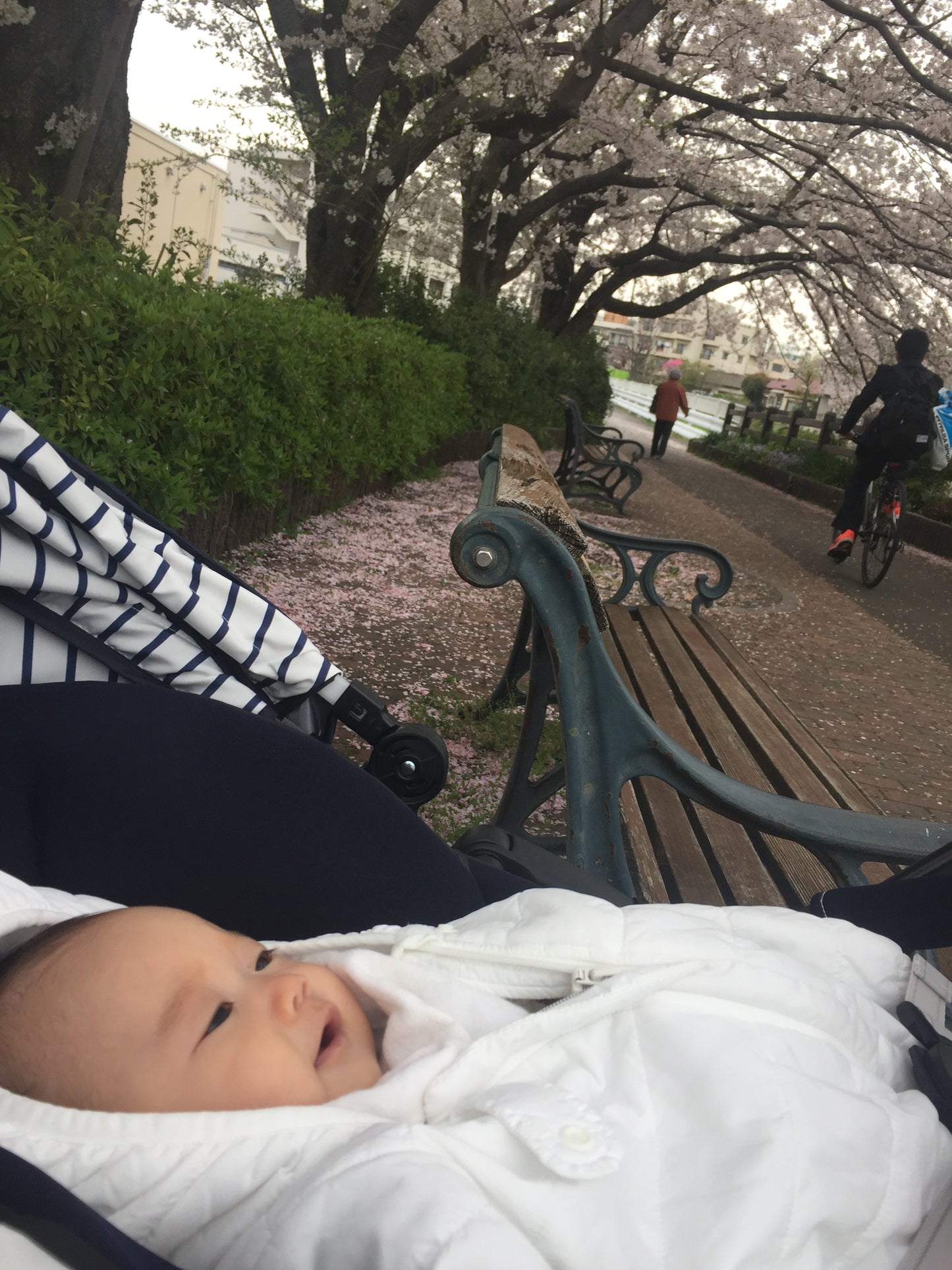 Cherry blossom viewing picnic in Koganei Park