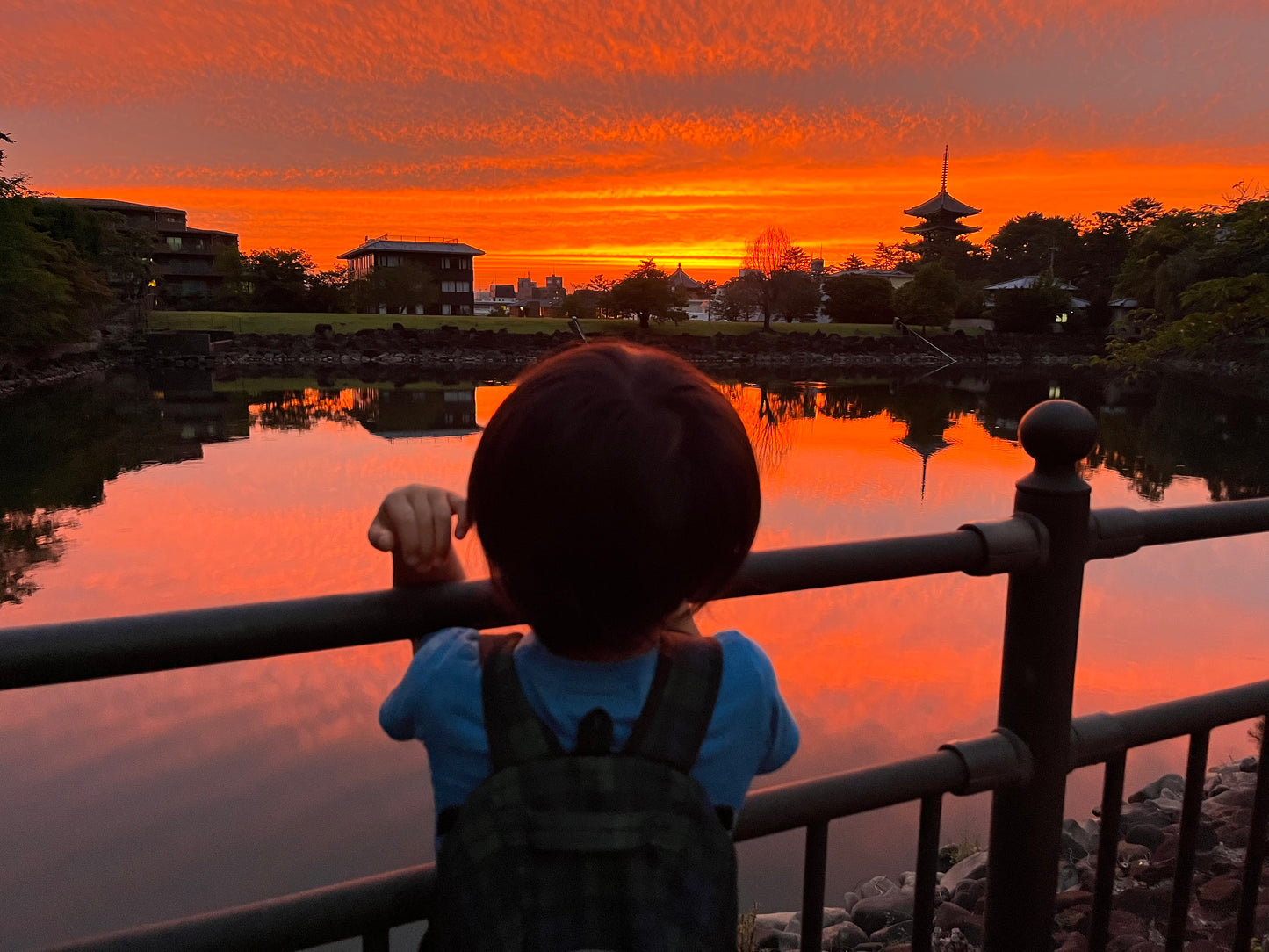 Feeding Deer at Nara Park