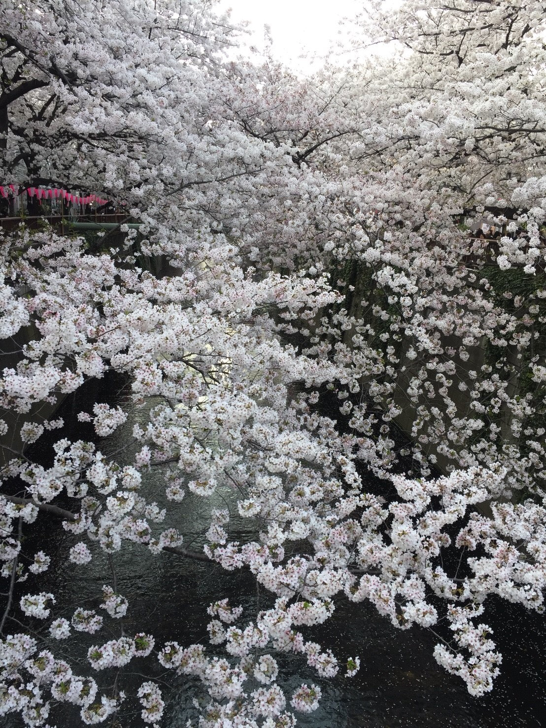 Cherry blossom viewing picnic in Koganei Park