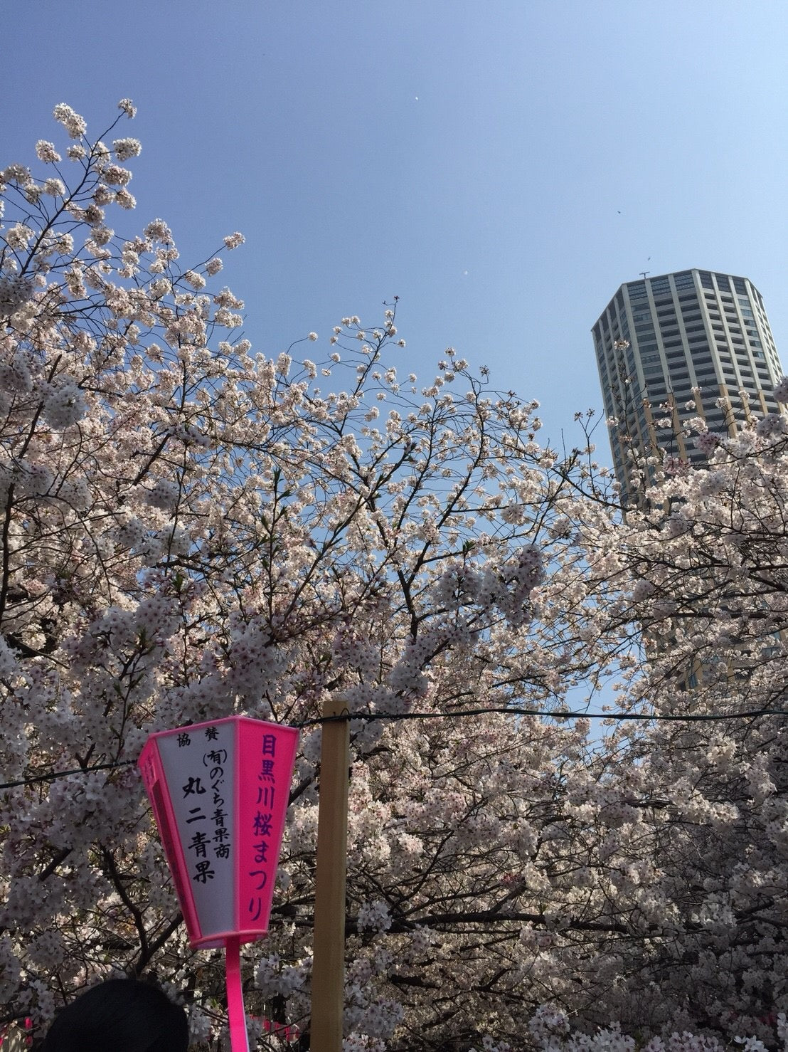 Cherry blossom viewing picnic in Koganei Park