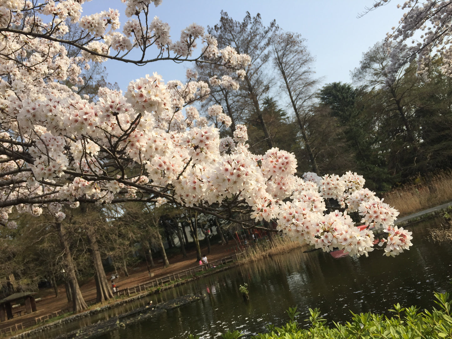 Cherry blossom viewing picnic in Koganei Park