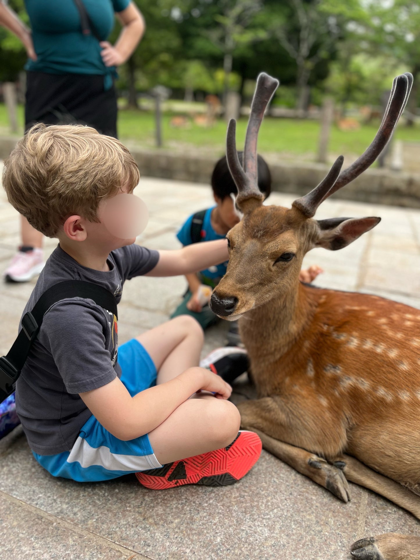 Feeding Deer at Nara Park