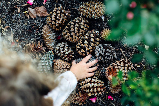 [November 2nd Kobe] Pinecones hunt and hike in Kobe