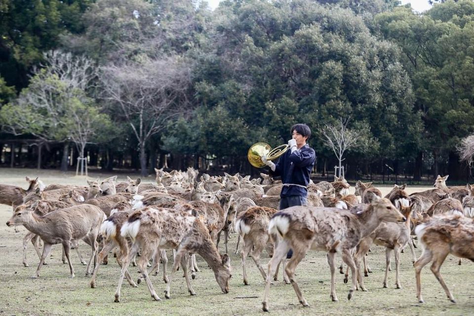 [December 2nd Nara/Osaka] Shikayose- Deers Calling in Nara/Osaka