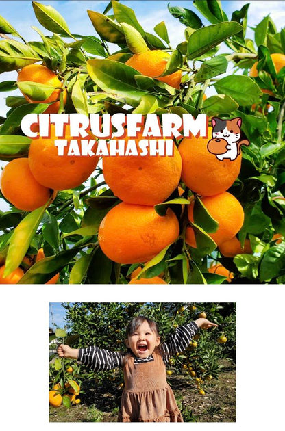 [November 17th Tokyo] Tangerines Mikan Picking in Tokyo