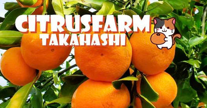 [November 17th Tokyo] Tangerines Mikan Picking in Tokyo