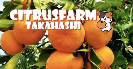 [November 17th Tokyo] Tangerines Mikan Picking in Tokyo