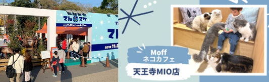 [December 1st Osaka] Ice-skating and Cat cafe Moff in Osaka