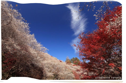 [November 30th Nagoya] Making Washi Paper, Autumn Leaves in Nagoya