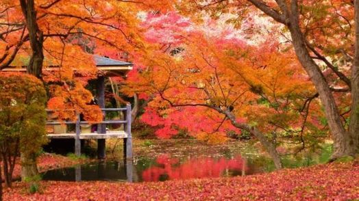 [December 4th Kyoto] Picnic and Fall Leaves at Botanical Garden in Kyoto