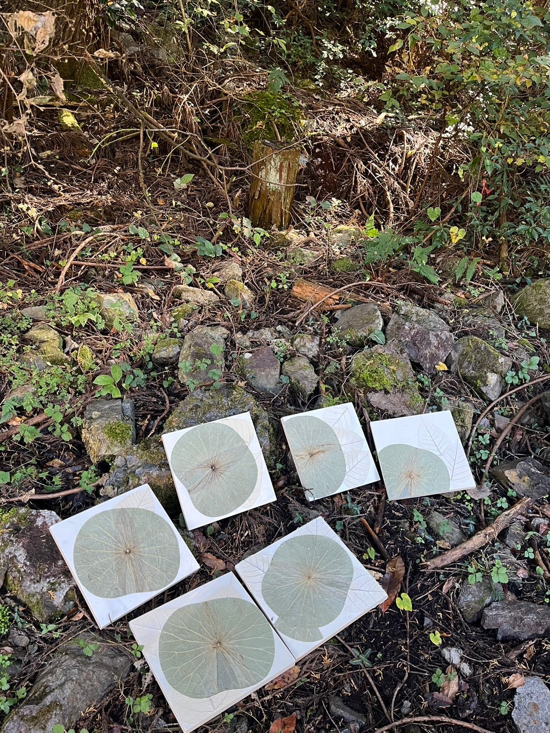 Botany painting at lotus pound in Ueno park