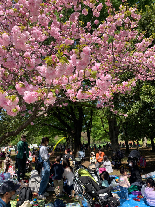 Cherry blossom viewing picnic in Koganei Park