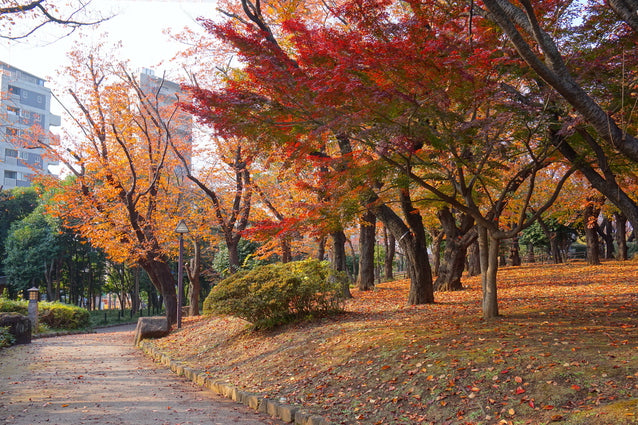 Sep 12: Play at Asukayama Park