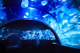 [Family Tour in Kyoto] Enjoy Kyoto Aquarium and Railway Museum