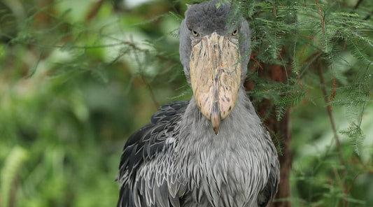 [Family Tour in Kobe] Enjoy Zoo Animal Kingdom in Kobe